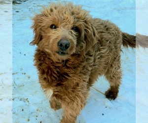 Mother of the Goldendoodle-Poodle (Standard) Mix puppies born on 12/09/2020