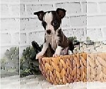 Small #13 Chihuahua