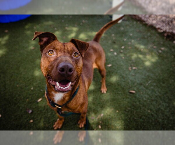 Medium Photo #2 Redbone Coonhound-Unknown Mix Puppy For Sale in Orlando, FL, USA