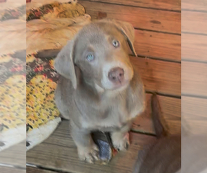 Labrador Retriever Puppy for sale in INEZ, KY, USA