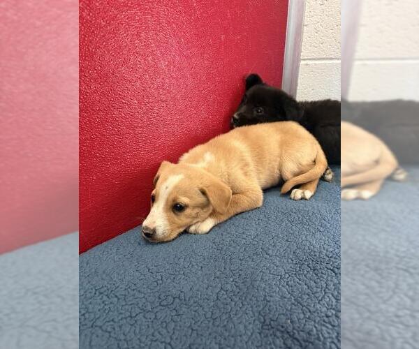 Medium Photo #1 Mutt Puppy For Sale in Visalia, CA, USA