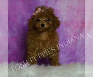 Poodle (Miniature) Puppy for sale in WARSAW, IN, USA