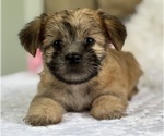 Small #10 Morkie