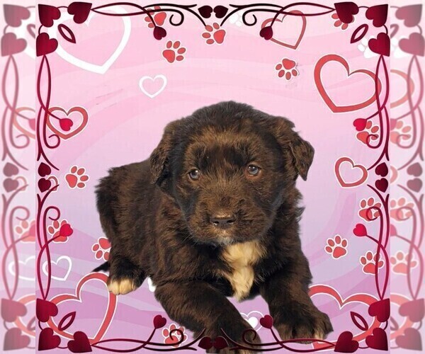 Medium Photo #1 Golden Mountain Dog Puppy For Sale in BLACK FOREST, CO, USA