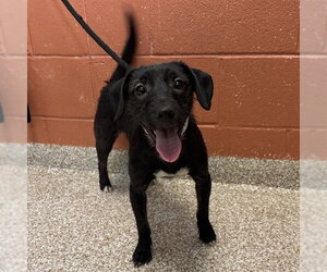 Labrador Retriever-Unknown Mix Dogs for adoption in Pueblo, CO, USA