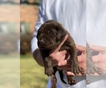 Small Photo #18 Labrador Retriever Puppy For Sale in TULSA, OK, USA