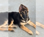 Puppy Duke German Shepherd Dog