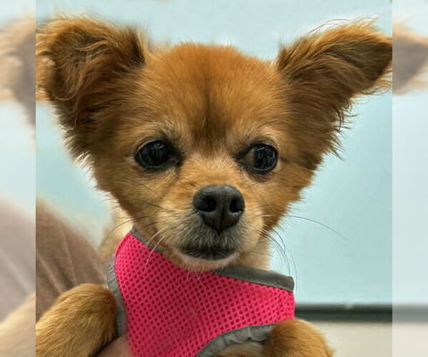 Medium Photo #21 Pomeranian-Unknown Mix Puppy For Sale in Arlington, VA, USA