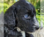 Image preview for Ad Listing. Nickname: Trixie