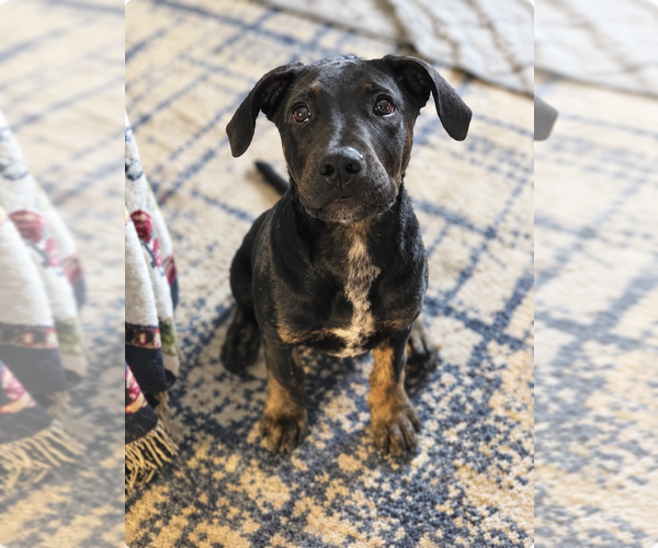 Medium Photo #1 Mutt Puppy For Sale in Wenonah, NJ, USA