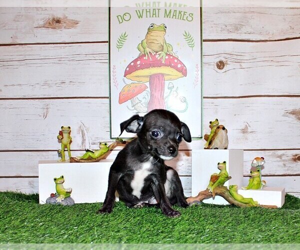 Medium Photo #88 Chihuahua Puppy For Sale in CHARLESTON, AR, USA