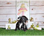 Puppy Sullivan Chihuahua
