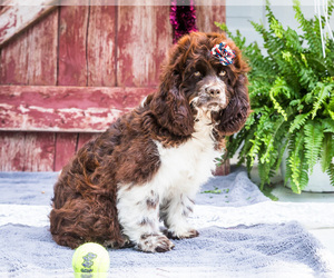 Cocker Spaniel Puppy for sale in WAKARUSA, IN, USA