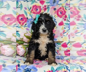 Bernedoodle-Poodle (Standard) Mix Puppy for sale in CHRISTIANA, PA, USA