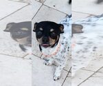 Small #1 Chihuahua Mix