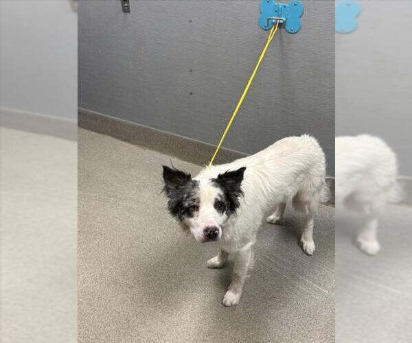 Medium Photo #1 Australian Shepherd-Unknown Mix Puppy For Sale in Las Vegas, NV, USA