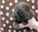 Small Photo #4 Labrador Retriever Puppy For Sale in SENECA FALLS, NY, USA