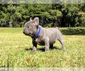 French Bulldog Puppy for sale in LOCUST GROVE, GA, USA