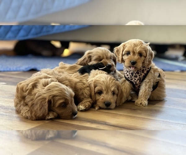 Medium Photo #3 Cavapoo Puppy For Sale in COLORADO SPRINGS, CO, USA