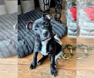 Mutt Dogs for adoption in pomfret, CT, USA