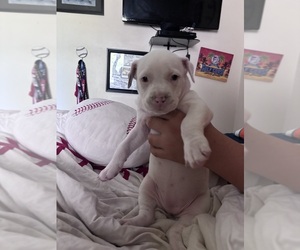 American Pit Bull Terrier Puppy for sale in MIAMI, FL, USA
