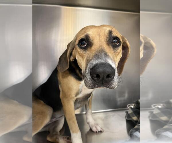 Medium Photo #1 Beagle-Unknown Mix Puppy For Sale in Lacombe, LA, USA