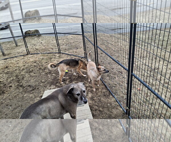 Medium Photo #12 Mutt Puppy For Sale in Sebec, ME, USA