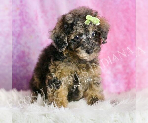 Medium Photo #61 Poodle (Toy) Puppy For Sale in WARSAW, IN, USA