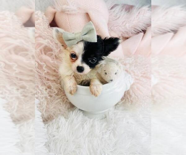Medium Photo #9 Chihuahua Puppy For Sale in BOSTON, MA, USA