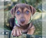 Small #4 Mutt
