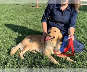 Mother of the Golden Retriever puppies born on 07/31/2025
