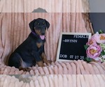 Small #1 Doberman Pinscher
