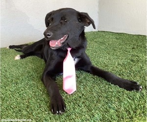 Samson - Male Mutt Dog for Adoption - Photo #5