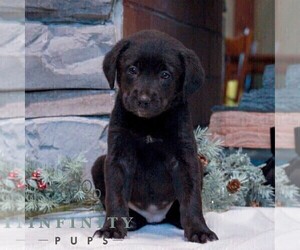 Bernedoodle (Miniature)-Labrador Retriever Mix Puppy for sale in LEBANON, PA, USA