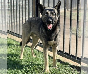 Mutt Dogs for adoption in Riverside, CA, USA