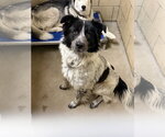 Small Border-Aussie