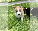 Puppy Puppy 4 Pembroke Welsh Corgi