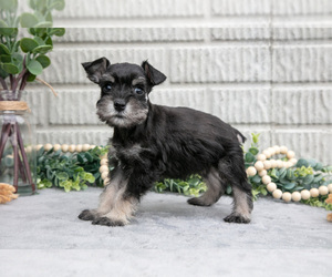 Medium Schnauzer (Miniature)