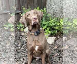 Weimaraner Dogs for adoption in Denton, TX, USA