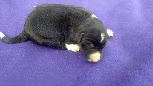 Medium Photo #2 Border Collie Puppy For Sale in RANDOLPH, AL, USA