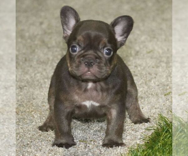 Medium Photo #1 French Bulldog Puppy For Sale in LIGNUM, VA, USA