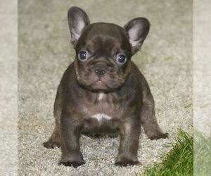 French Bulldog Puppy for sale in LIGNUM, VA, USA