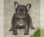 Small French Bulldog