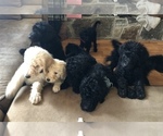 Small Photo #1 Labradoodle-Poodle (Standard) Mix Puppy For Sale in EMMITSBURG, MD, USA