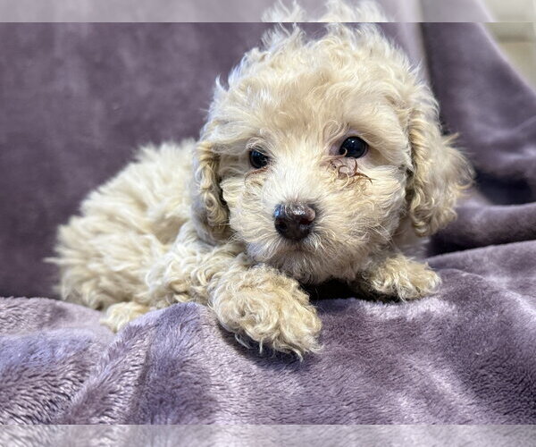 Medium Photo #3 Poodle (Miniature)-Unknown Mix Puppy For Sale in Pacolet, SC, USA