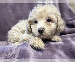 Small #2 Poodle (Miniature) Mix