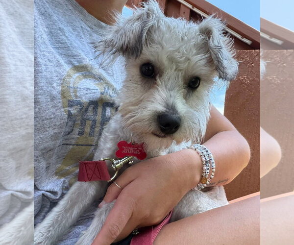 Medium Photo #13 Mutt Puppy For Sale in Grafton, WI, USA