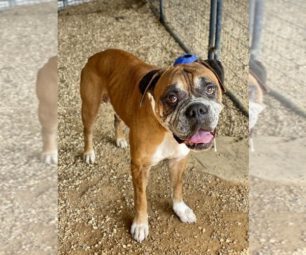 Medium Photo #2 Boxer Puppy For Sale in Austin, TX, USA