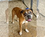 Small #1 Boxer
