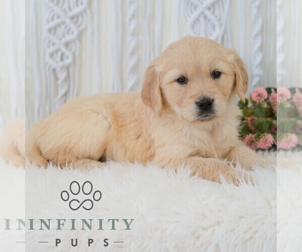 Medium Photo #6 Golden Retriever Puppy For Sale in NEWPORT, PA, USA